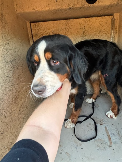 Shelter Stray Unknown Dog last seen W 1-40 EB / S WESTERN AVE, 2811 SE 29th St, Oklahoma City, OK 73129, USA