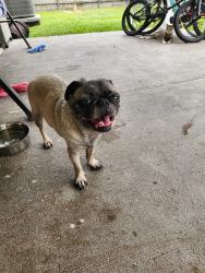 Reunited Female Dog last seen Edgebrook Dr & Bronson St, Houston, TX 77034, USA, Houston, TX 77034