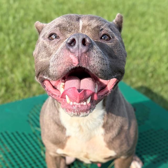 Shelter Stray Male Dog last seen Near, 2600 S Harding St, Indianapolis, IN 46221, USA