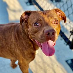 Shelter Stray Male Dog last seen Near, 5001 E Raymond St, Indianapolis, IN 46203, USA