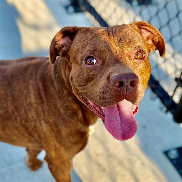 Shelter Stray Male Dog last seen Near, 5001 E Raymond St, Indianapolis, IN 46203, USA