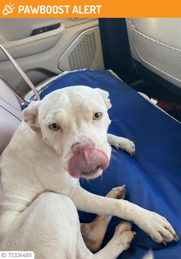 Found/Stray Female Dog last seen Epps Mill Road, Rutherford County, TN 37037