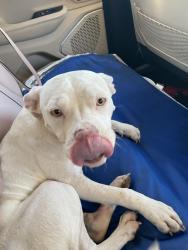 Found/Stray Female Dog last seen Epps Mill Road, Rutherford County, TN 37037