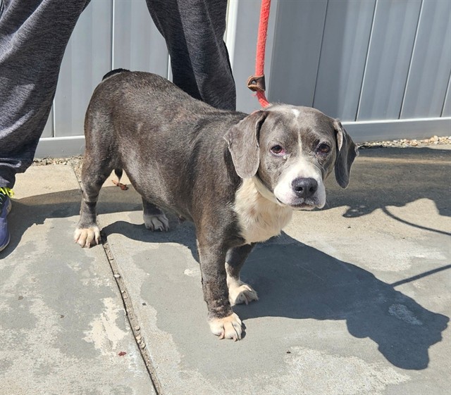 Shelter Stray Female Dog last seen Near BLOCK RUNDILL ROAD, 3528 Newburg Rd, Louisville, KY 40218, USA