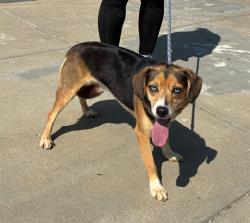 Shelter Stray Female Dog last seen Near BLOCK TAYLOR BLVD, 3528 Newburg Rd, Louisville, KY 40218, USA