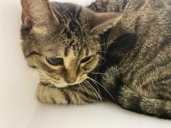 Shelter Stray Male Cat last seen LOWER # LINCOLN, 3839 W Burnham St, West Milwaukee, WI 53215, USA