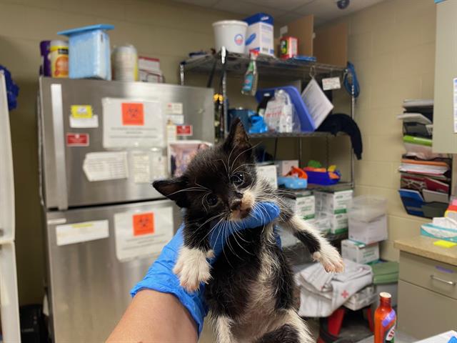 Shelter Stray Male Cat last seen Near BLOCK S 9TH PL, 3839 W Burnham St, West Milwaukee, WI 53215, USA