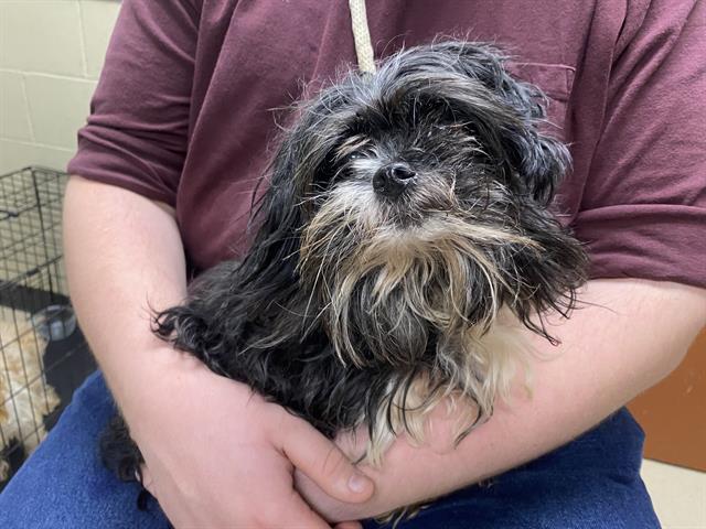 Shelter Stray Male Dog last seen UNKNOWN, 3839 W Burnham St, West Milwaukee, WI 53215, USA