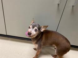Shelter Stray Male Dog last seen Near BLOCK W LINCOLN AVE, 3839 W Burnham St, West Milwaukee, WI 53215, USA