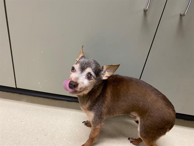 Shelter Stray Male Dog last seen Near BLOCK W LINCOLN AVE, 3839 W Burnham St, West Milwaukee, WI 53215, USA