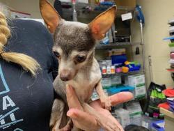 Shelter Stray Female Dog last seen Near BLOCK W LINCOLN AVE, 3839 W Burnham St, West Milwaukee, WI 53215, USA
