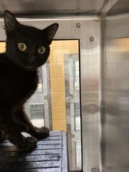 Shelter Stray Male Cat last seen Near BLOCK N VOLUTSIA AVE, WICHITA KS 67214, 3303 N Hillside St, Wichita, KS 67219, USA