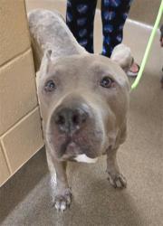 Shelter Stray Female Dog last seen Near BLOCK E WATERMAN ST, WICHITA KS 67211, 3303 N Hillside St, Wichita, KS 67219, USA
