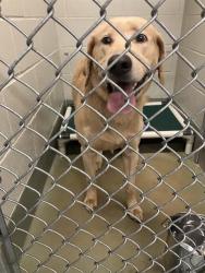 Shelter Stray Male Dog last seen RAL ON PERRY, 2600 NE Perry Ave, Peoria, IL 61603, USA