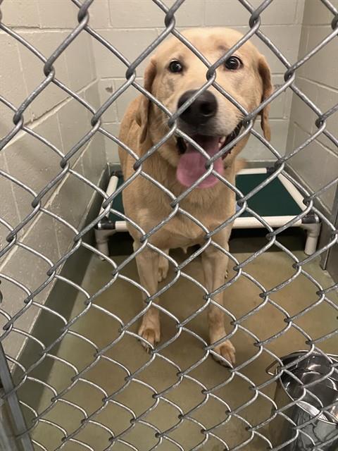 Shelter Stray Male Dog last seen RAL ON PERRY, 2600 NE Perry Ave, Peoria, IL 61603, USA