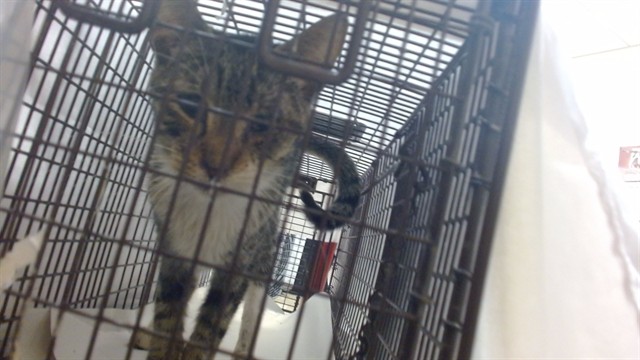 Shelter Stray Male Cat last seen NW 3 ST & NW 23 AVE, 3599 NW 79th Ave, Doral, FL 33122, USA