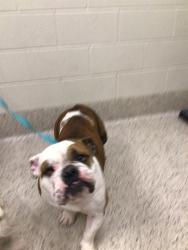 Shelter Stray Female Dog last seen Near BLOCK 96TH AVE- FEDERAL ELEMENTARY SCHOOL, 12155 Park Blvd, Brighton, CO 80601, USA