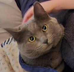 Lost Female Cat last seen Meadowbrook Drive, Rapid City, SD 57702