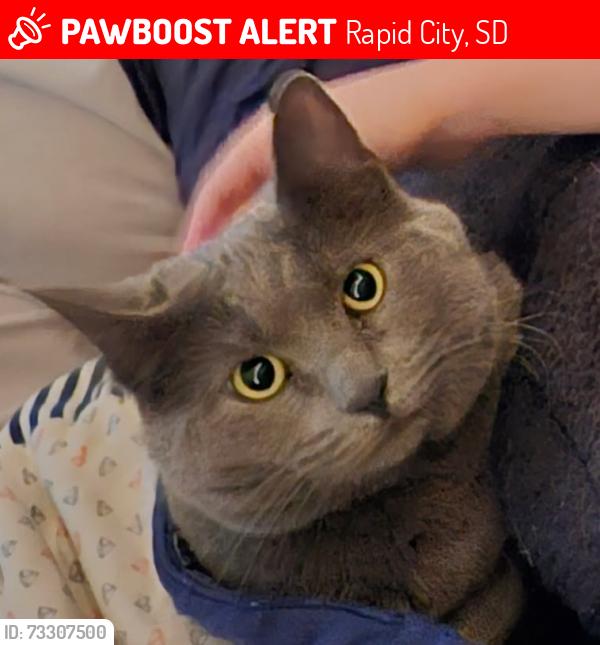 Lost Female Cat last seen Meadowbrook Drive, Rapid City, SD 57702