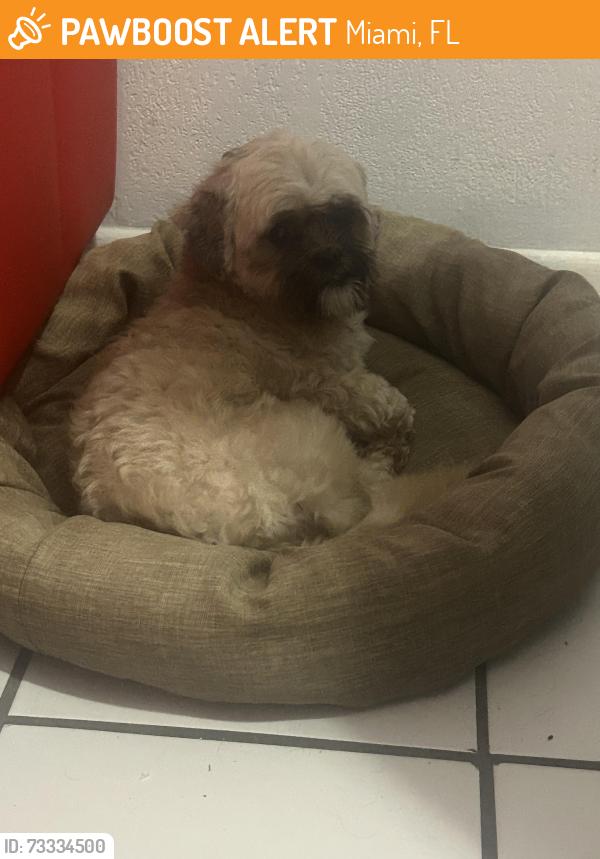 Found/Stray Male Dog last seen Near booker t Washington Miami fl 33176, Miami, FL 33176