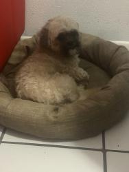 Found/Stray Male Dog last seen Near booker t Washington Miami fl 33176, Miami, FL 33176