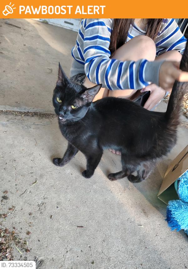 Found/Stray Unknown Cat last seen N Murray and Potter drive, Colorado Springs, CO 80909