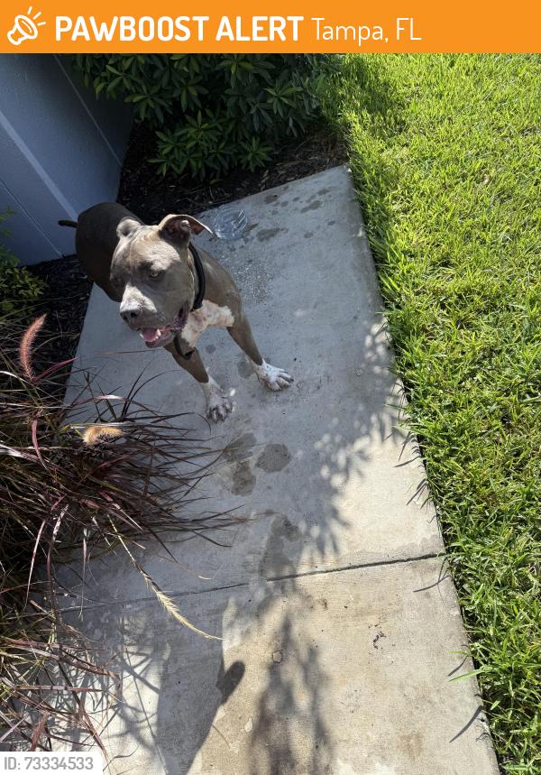 Found/Stray Male Dog last seen Near Benjamin center dr suite 100, Tampa, FL 33634