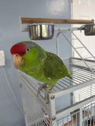 Lost Unknown Bird last seen Near ave, Miami Gardens, FL 33055
