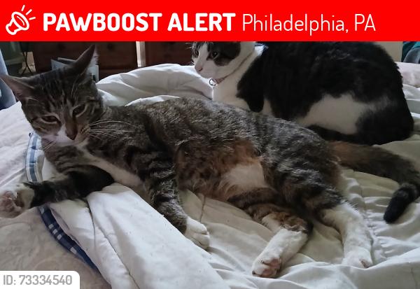 Lost Female Cat last seen W Clearfield st, W Allegheny ave, W Glenwood ave, Philadelphia, PA 19133