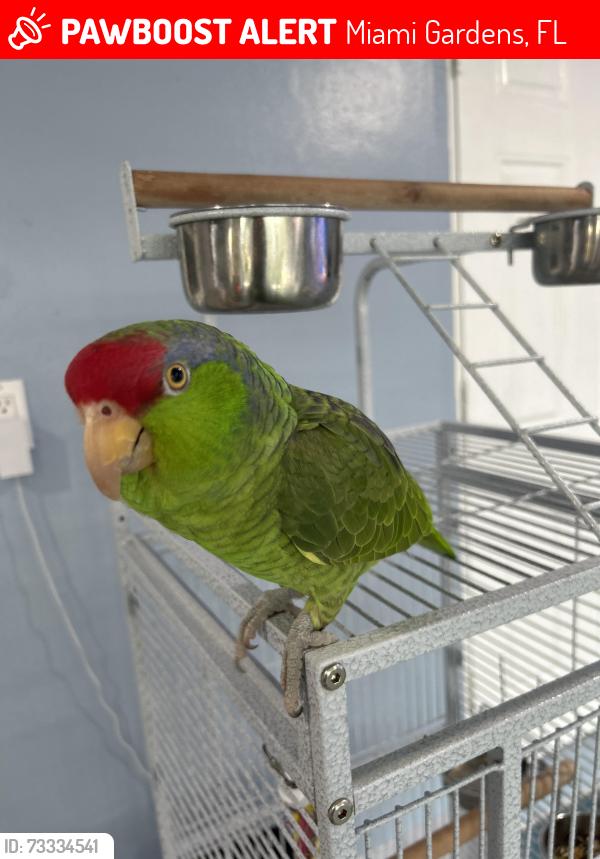 Lost Unknown Bird last seen Near ave, Miami Gardens, FL 33055