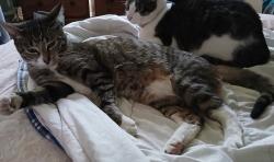 Lost Female Cat last seen W Clearfield st, W Allegheny ave, W Glenwood ave, Philadelphia, PA 19133