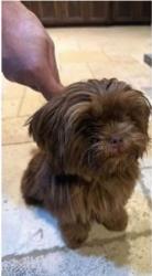 Reunited Female Dog last seen E 51st St S and 165th E Ave, Broken Arrow, OK 74012