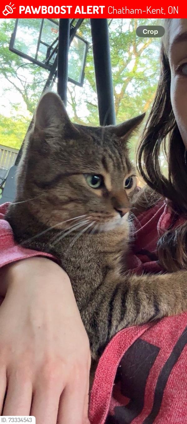 Lost Male Cat last seen Wedgewood ave, Chatham-Kent, ON 