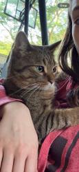 Lost Male Cat last seen Wedgewood ave, Chatham-Kent, ON 