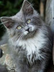 Lost Male Cat last seen Bowles dr, Rocky Mount, VA 24151