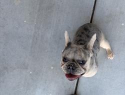 Reunited Female Dog last seen North Decatur and Kansas Ave, Las Vegas, NV 89107