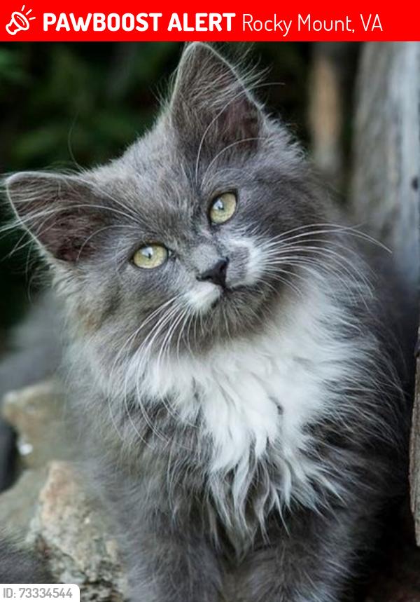 Lost Male Cat last seen Bowles dr, Rocky Mount, VA 24151