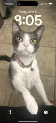 Reunited Female Cat last seen Fox Pitt and Fox canyon, Spring, TX 77386