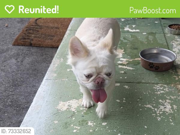 Reunited Female Dog last seen 8th ave & 17th st, Homestead, FL 33030