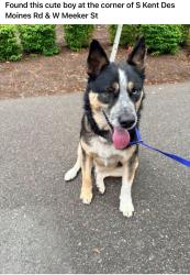 Found/Stray Male Dog last seen S kent des moines rd & w meeker st, Des Moines, WA 98198