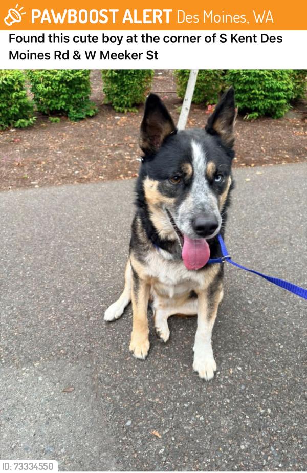 Found/Stray Male Dog last seen S kent des moines rd & w meeker st, Des Moines, WA 98198
