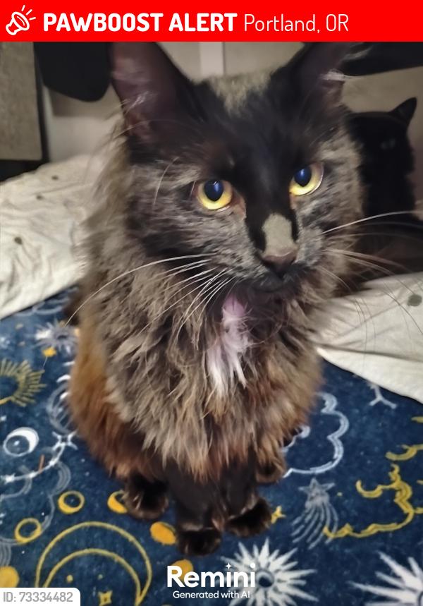 Lost Female Cat last seen Multnomah Village safe rest, Portland, OR 97219