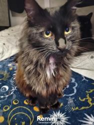 Lost Female Cat last seen Multnomah Village safe rest, Portland, OR 97219