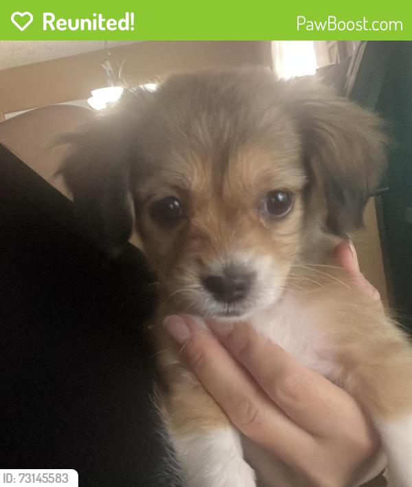 Reunited Female Dog last seen Lerdo st and 6th Ave, Tucson, AZ 85756