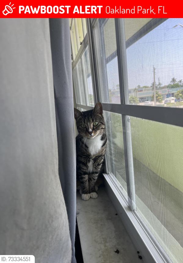 Lost Female Cat last seen Near NE 12th st, Oakland Park, FL 33304