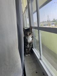 Lost Female Cat last seen Near NE 12th st, Oakland Park, FL 33304