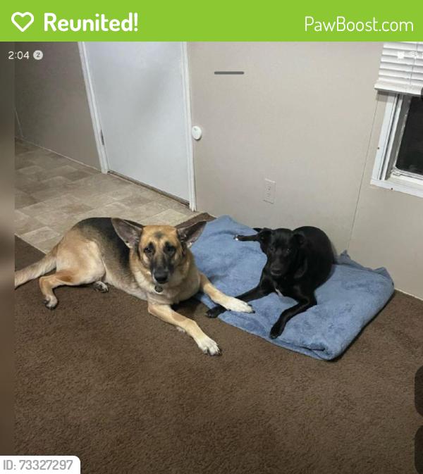 Reunited Male Dog last seen Odessa and Marybudd Street, Jacksonville, FL 32254