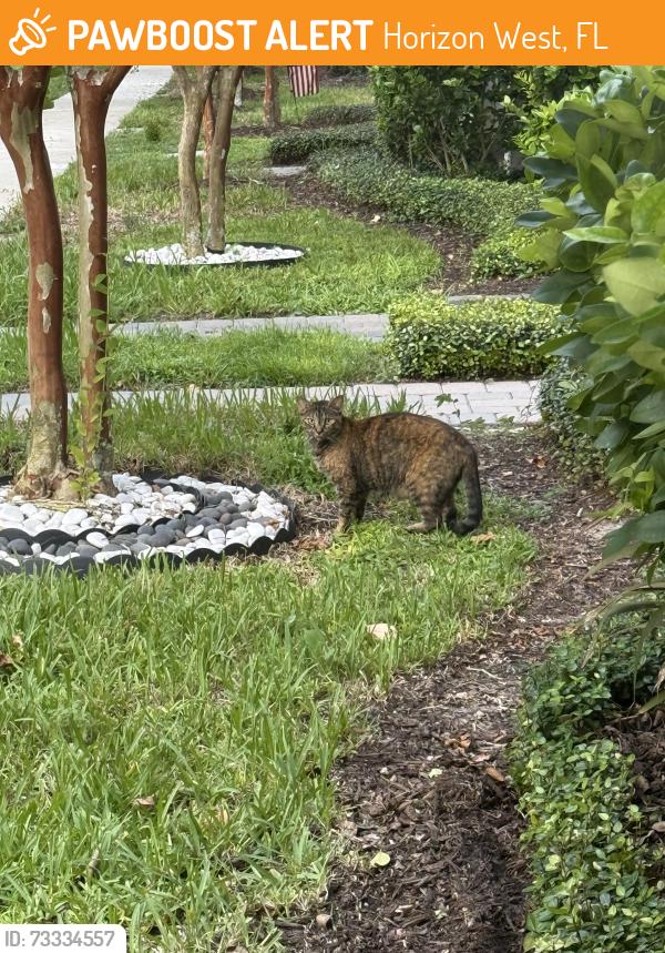 Found/Stray Female Cat last seen Avalon rd, Horizon West, FL 34787