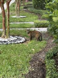 Found/Stray Female Cat last seen Avalon rd, Horizon West, FL 34787