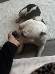 Lost Male Dog last seen haltom road, Haltom City, TX 76117
